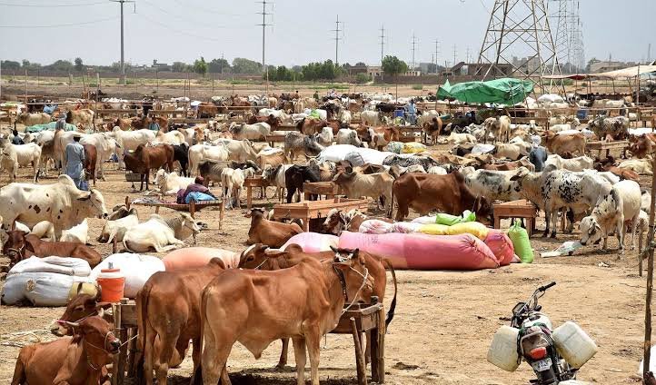 Rawalpindi Cantonment board failed to auction off the cattle market